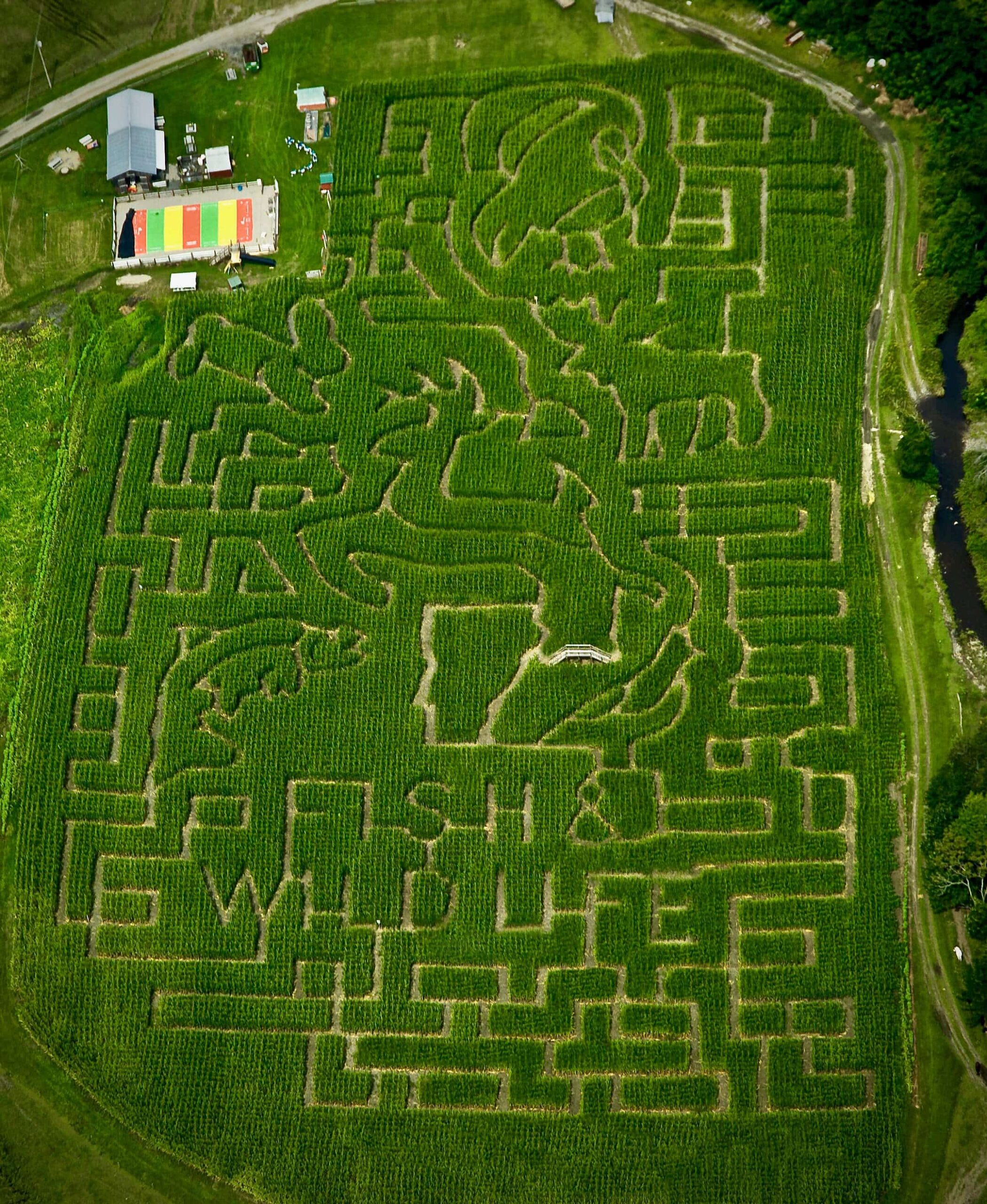 Aerial view of a corn maze carved with horse and horse head designs, surrounded by green fields. At the top left, there’s a building with a colorful roof and parked vehicles. Trees and a small river border the maze on the right side.